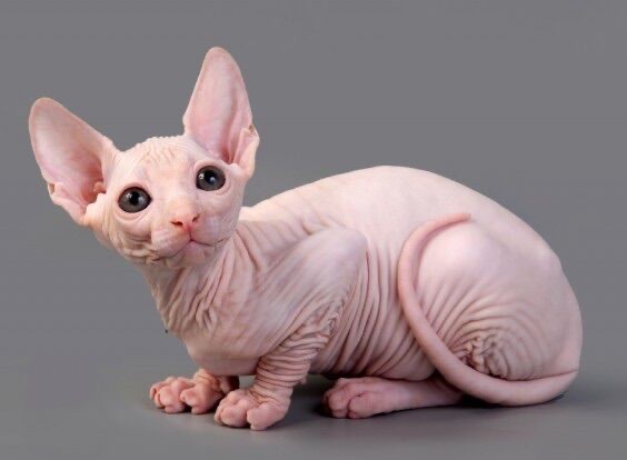 Create meme: the Sphynx breed , sphinx cat breed, Sphynx cat 