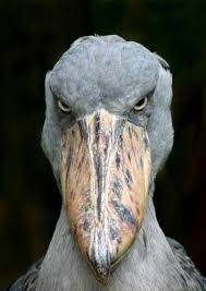 Create meme: the shoebill art, the shoebill evil, terrible shoebill
