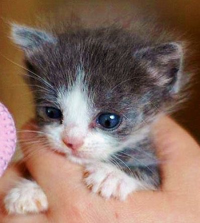 Create meme: kittens are very cute, little kittens, kitty 