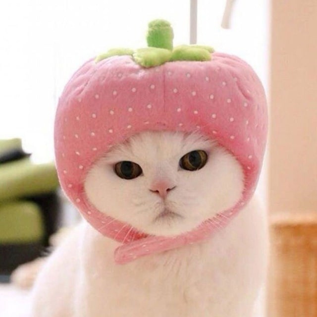 Создать мем: милая кошка, котик в шапочке клубничке, милые котики с клубничкой