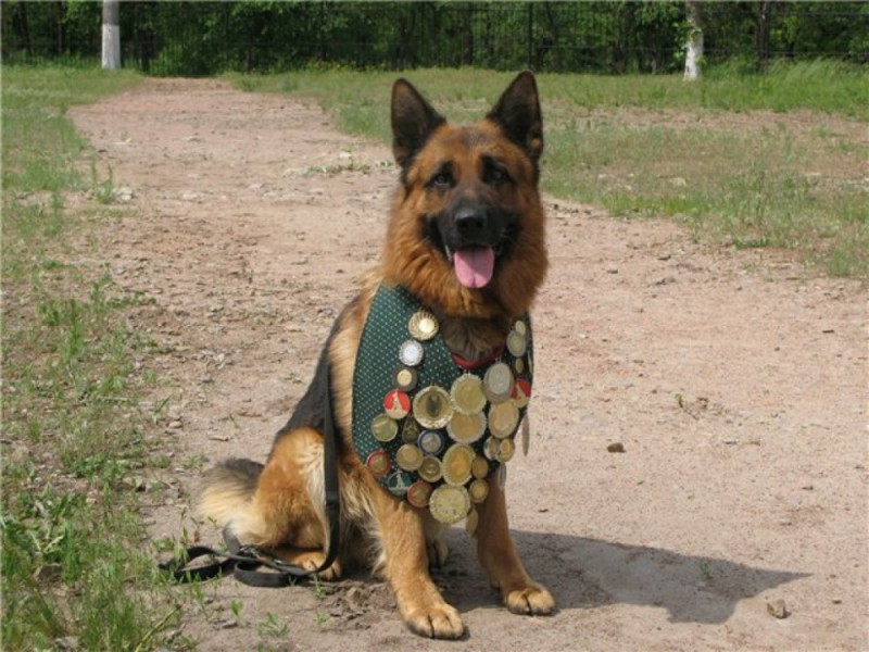 Create meme: The dog is a German Shepherd border guard, German Shepherd medalist, German Shepherd with medals