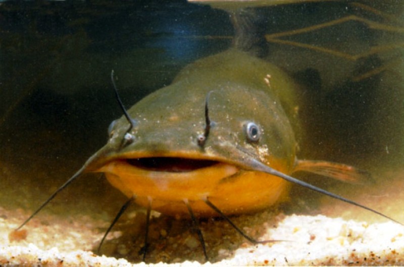 Create meme: channel catfish ictalurus, som , American channel catfish