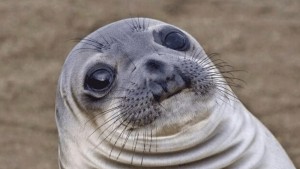 Create meme: meme seal, seal, marine seal