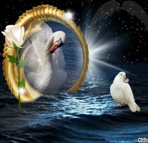 Create meme: white Swan, swans animation, great photos