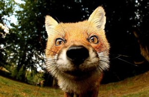 Создать мем: fox, животные, очень красивые животные