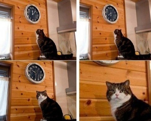 Создать мем: кот смотрит на часы, мем кот пора, кот и часы мем