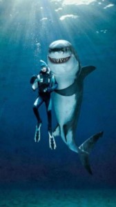 Create meme: funny shark pictures, funny shark, shark Wallpaper for iPhone