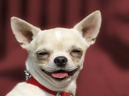 Create meme: chihuahua, Chihuahua dog, evil Chihuahua 