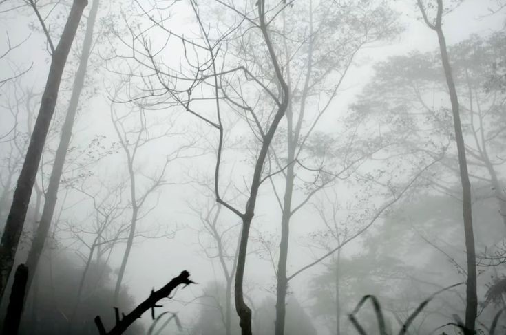 Create meme: fog in the forest, forest misty, a tree in the fog