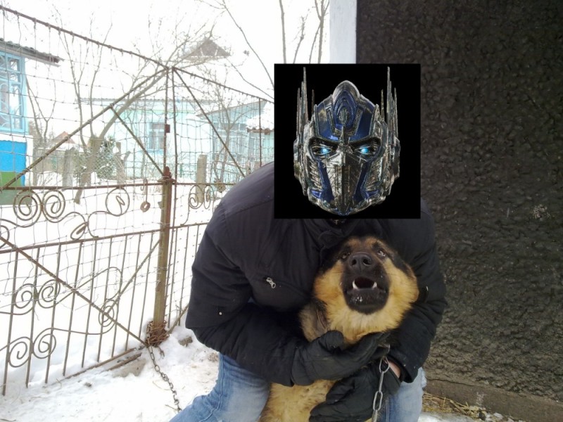 Create meme: Dmitry Golovkin house 2, an adult German Shepherd dog, the subscriber