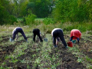 Создать мем: уборка картофеля прикольные, клип копают картошку, мужчина в огороде в деревне осенью