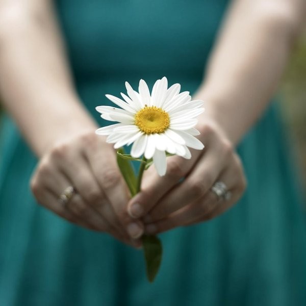 Create meme: chamomile in your hands, A flower in your hands, a bouquet of daisies in your hands