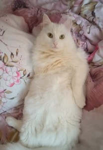 Create meme: Angora cat, Turkish Angora