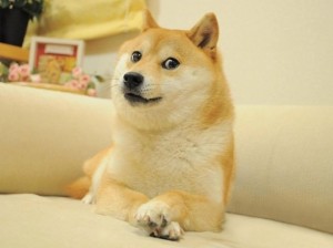 Create meme: Shiba inu meme, doge, shiba inu