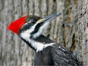 Create meme: the head of a woodpecker, Petrograd woodpecker, minecraft good woodpecker or not