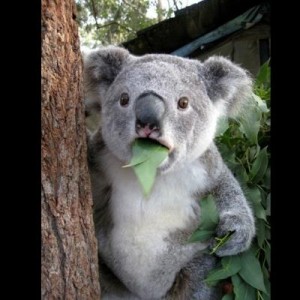 Создать мем: может, не могу поверить, интересные факты о коалах