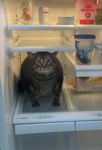 Create meme: Kote, cat, the cat in the fridge