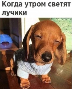 Create meme: dog, dog Dachshund, Dachshund