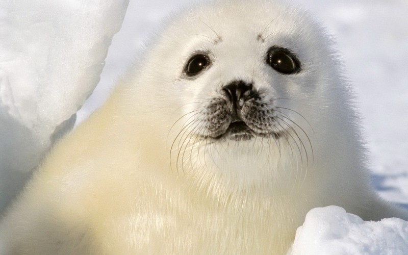 Create meme: seal Belek, belek is a baby seal, greenland white seal