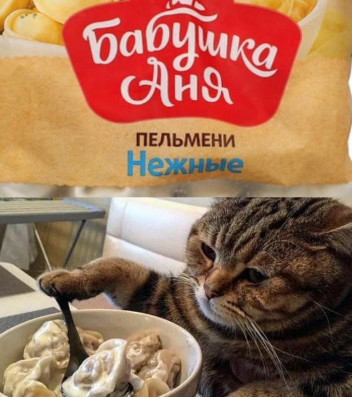 Create meme: the cat Cyril, dumplings are cool, cat eats dumplings