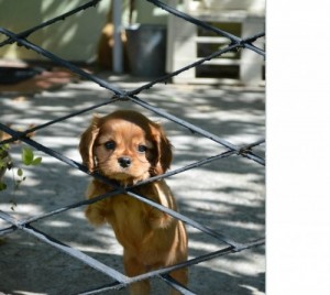 Create meme: mom, puppies cavalier king Charles Spaniel, waiting