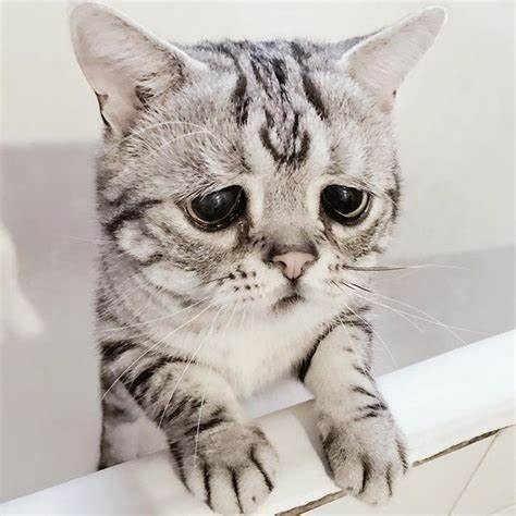 Создать мем: грустный котик, грустная кошка, грустный кот порода