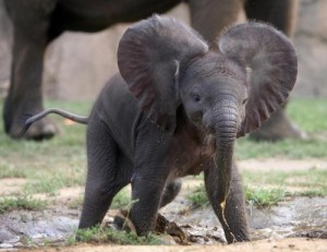 Create meme: animals, wild animals and their cubs, Moscow zoo