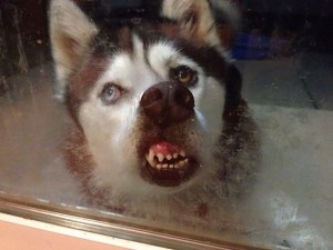 Create meme: funny dog, funny animals, meme standafer husky