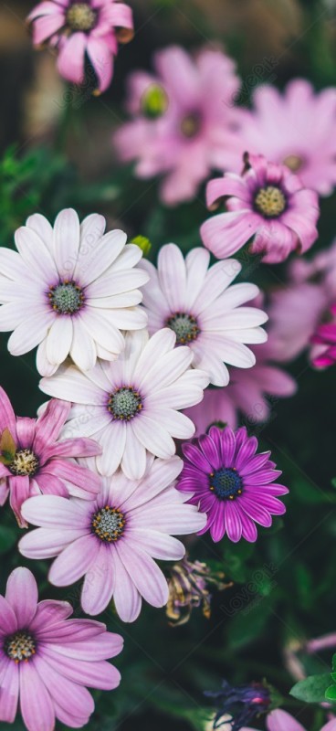 Create meme: osteospermum flowers, osteospermum is a low-growth mixture, flowers 