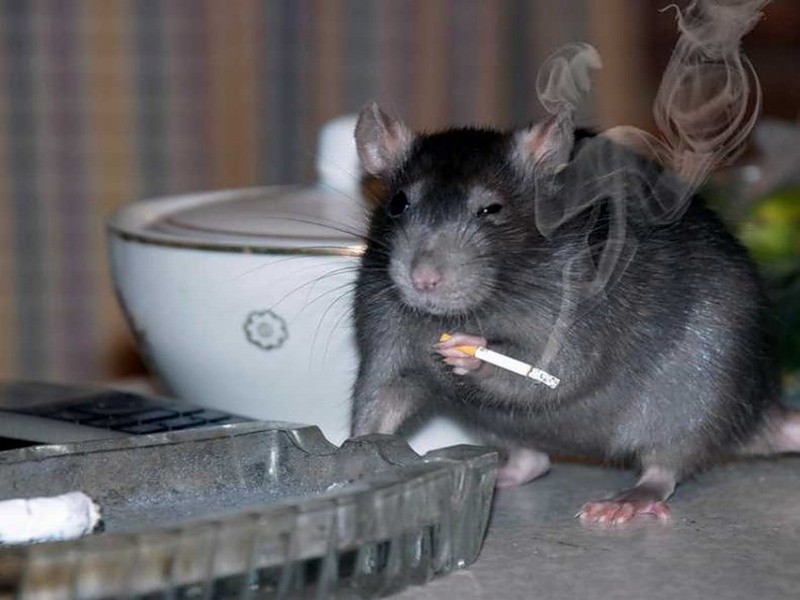 Создать мем: я крыса да я крыса, домашняя крыса, курящая крыса
