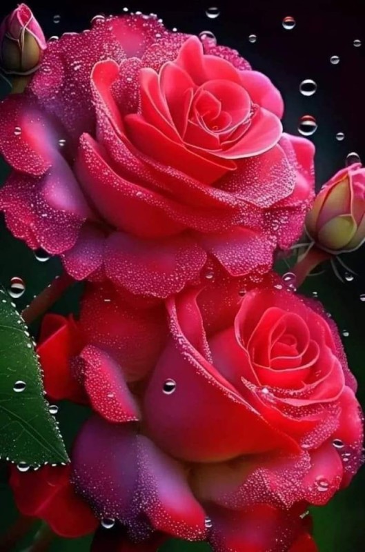 Create meme: beautiful roses , favorite roses, beautiful roses shining