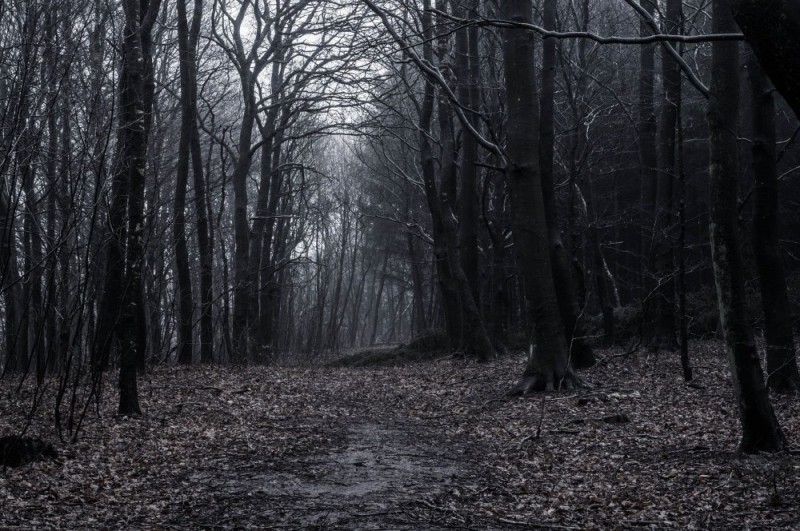 Create meme: dark forest, forest background is dark, dark forest