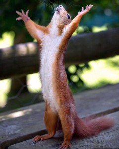 Create meme: animals funny, finally, squirrel funny