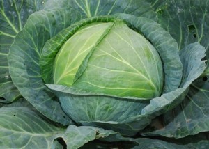 Create meme: plugs cabbage, cabbage seeds, cabbages in the greenhouse
