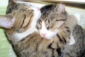 Создать мем: cat hugs, обнимашки фото картинки, кот и кошка обнимаются