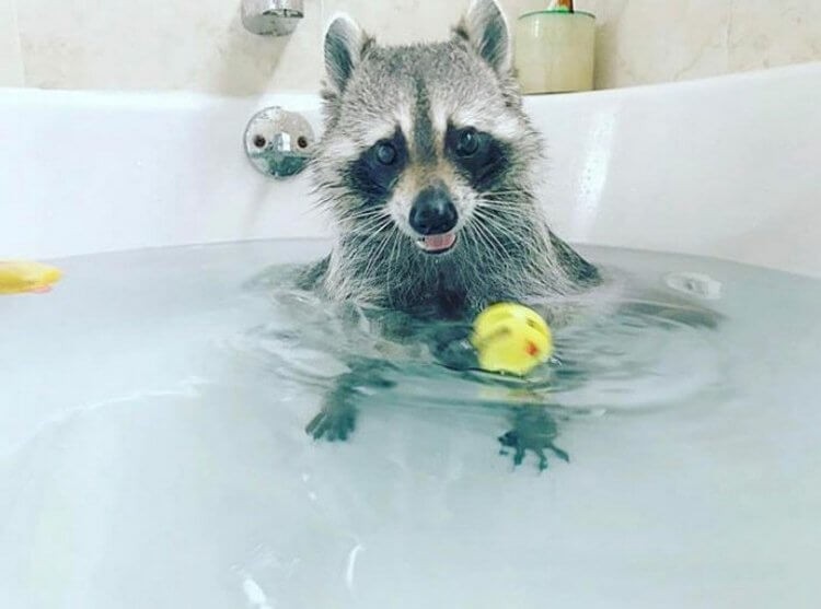 Create meme: raccoon gargle , home raccoon a gargle, Raccoon in the bathroom