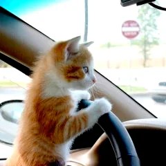 Create meme: cat in the car , the cat behind the wheel, the cat behind the wheel