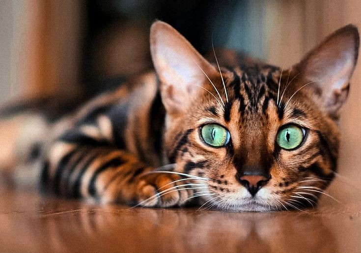 Create meme: A Bengal cat, breed bengal cat, cat-Bengal