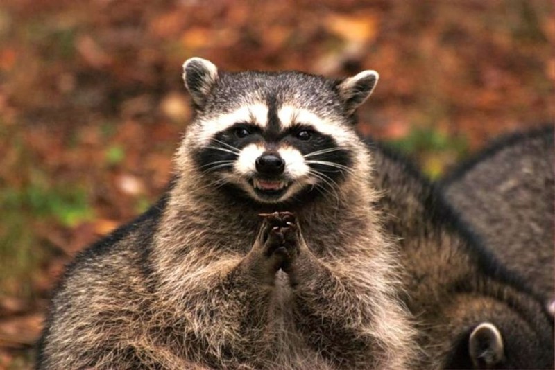 Create meme: raccoon , pedro pedro raccoon meme, raccoon gargle 