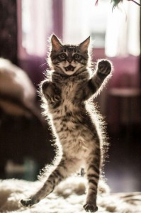 Create meme: funny cats, the dancing cat, cat