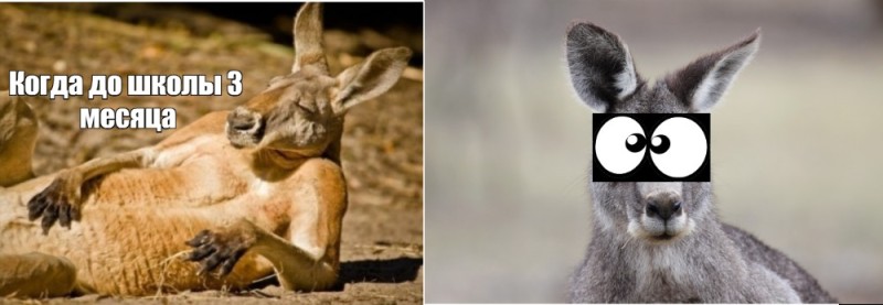 Create meme: kangaroo funny, kangaroo , clear jokes