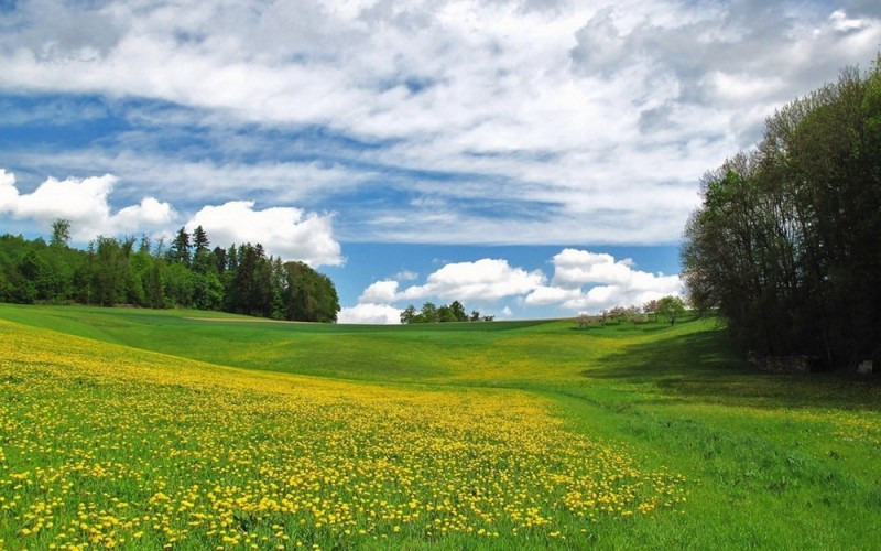 Create meme: landscape meadows, landscape field, nature meadow