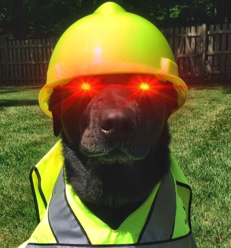 Create meme: dog , a dog in a helmet, The miner's dog