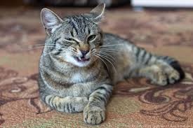 Create meme: European shorthair cat, smooth - haired cat, cat 