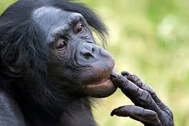 Создать мем: карликовый шимпанзе, шимпанзе, обезьяны шимпанзе