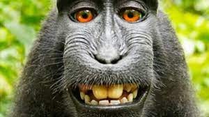 Create meme: funny monkey , black macaque, smiling monkey