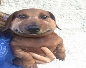 Create meme: animals cute, dog Ulybka, Dachshund smiling