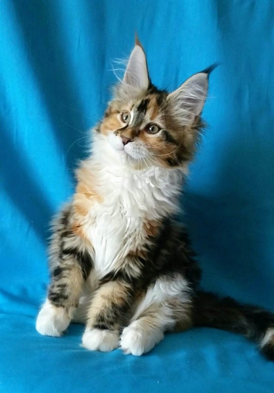 Create meme: maine coon, maine coon breed, kittens the Maine Coon 