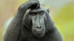 Create meme: monkey scratches his head, pensive monkey, surprised monkey
