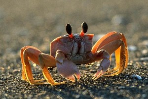 Create meme: fish crayfish, clams, trump crab